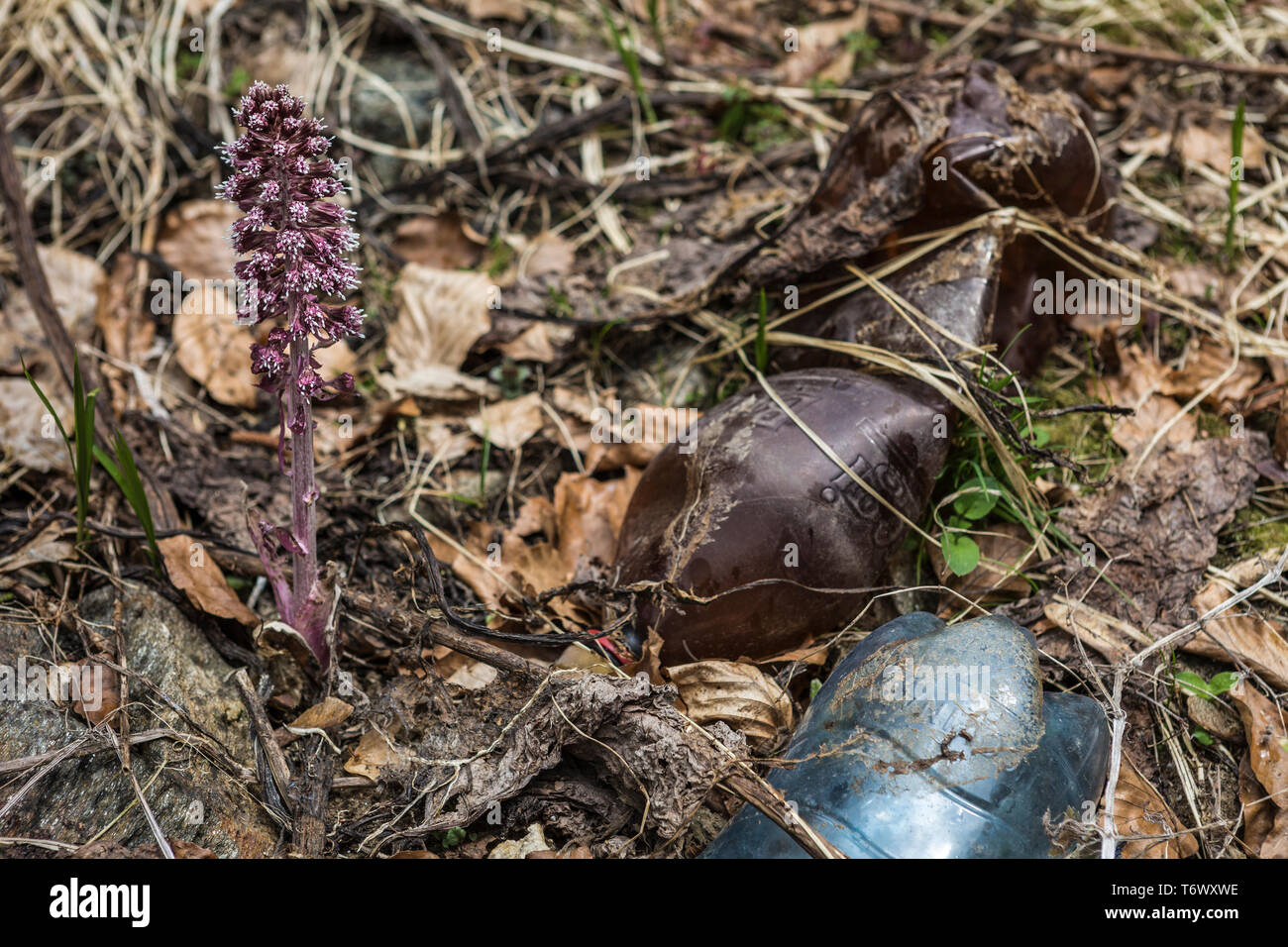 Detail of plastic bottles dumped in a forest Stock Photo