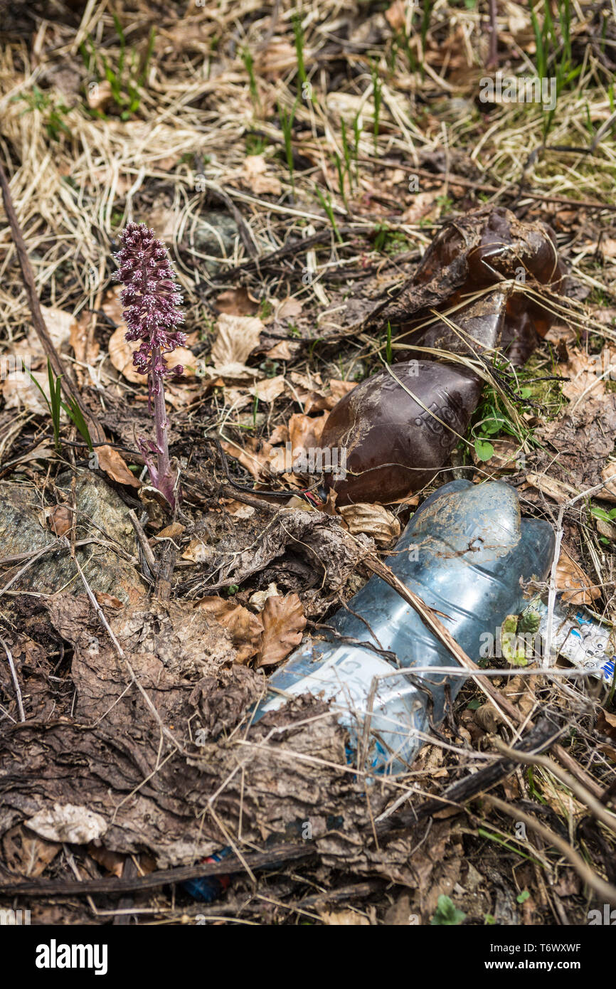 Detail of plastic bottles dumped in a forest Stock Photo