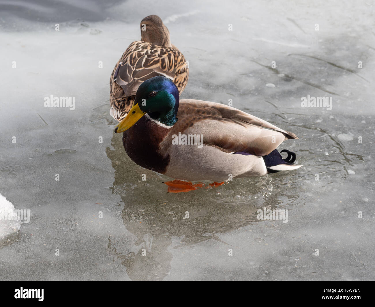 Mallard ducks couple in winter at the lake Stock Photo