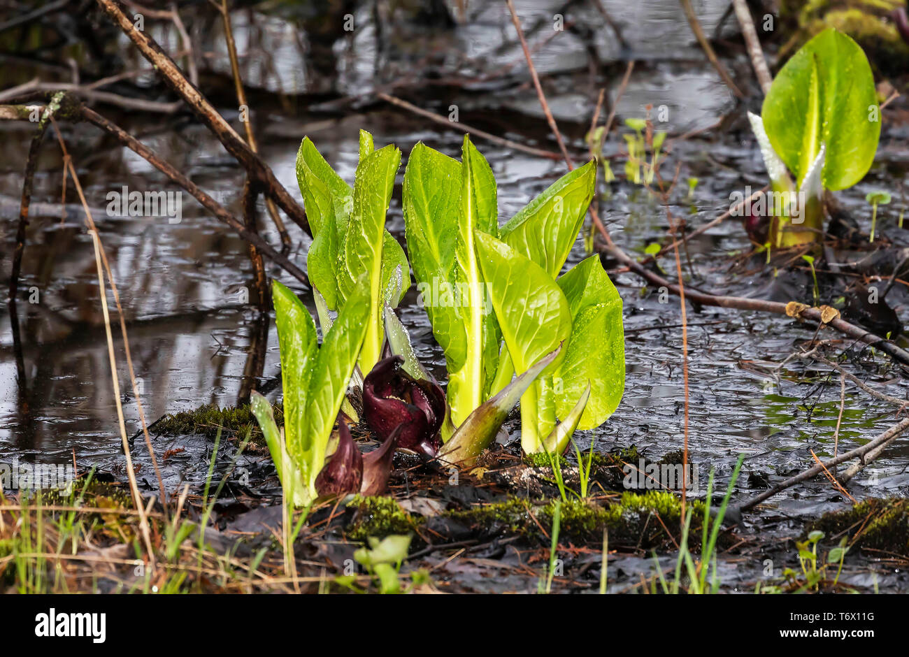 Eastern skunk cabbage ,Symplocarpus foetidus,native plant of eastern