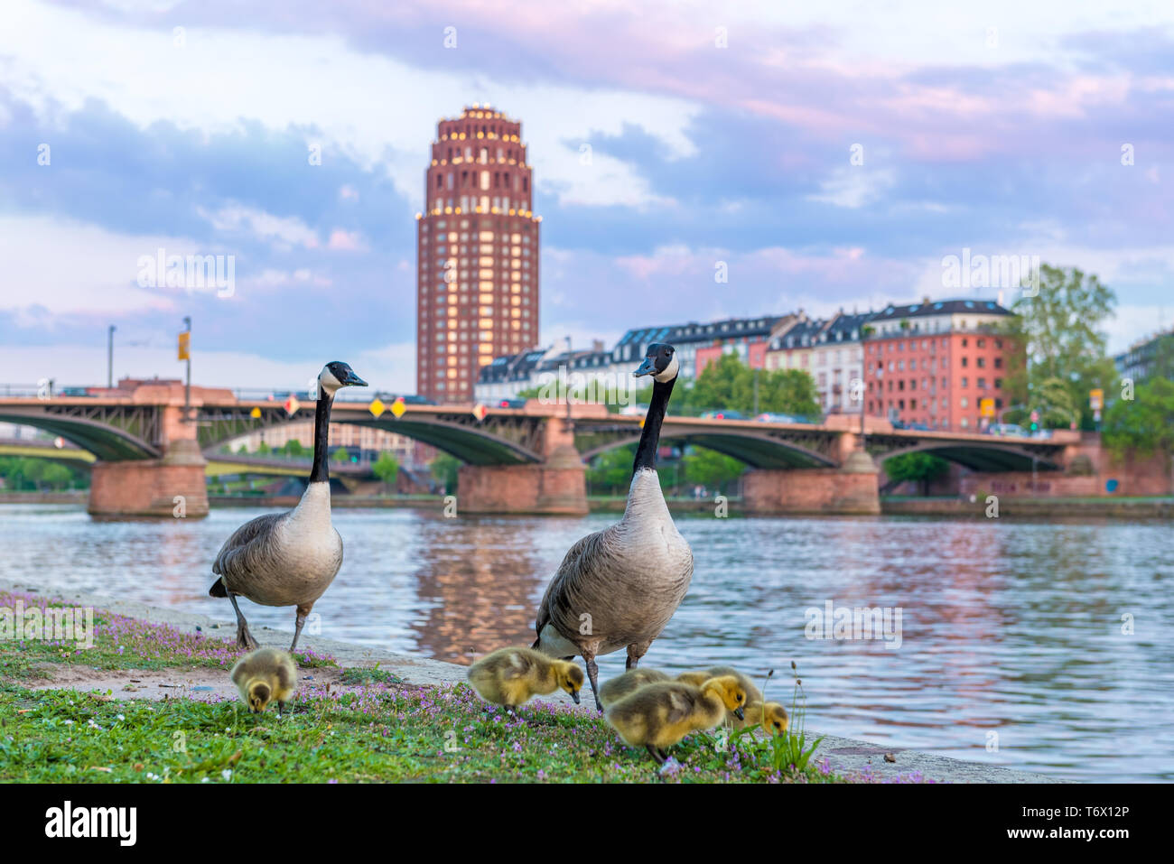 Geese frankfurt hi-res stock photography and images - Alamy