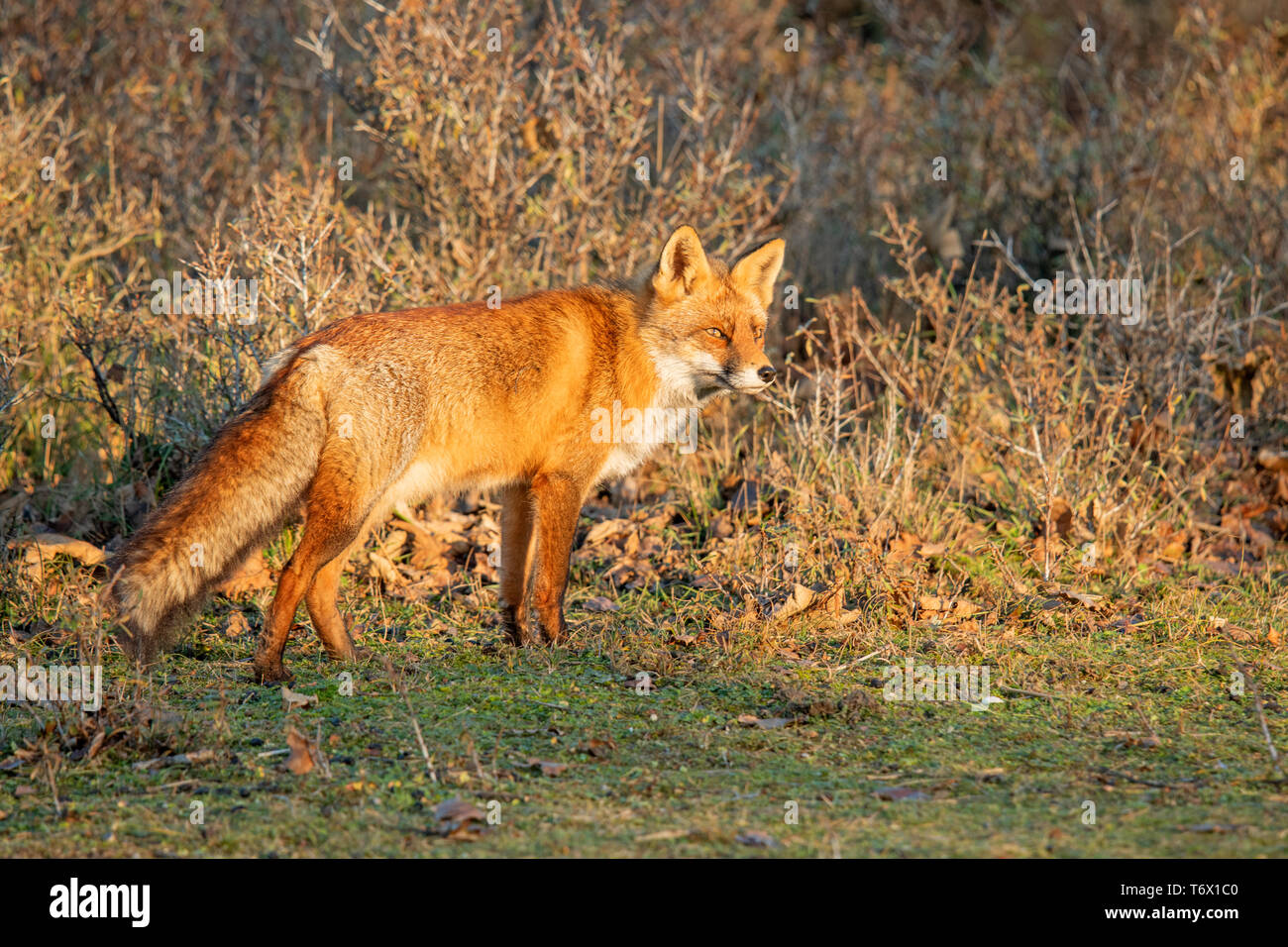 European Red Fox, Germany Stock Photo - Alamy