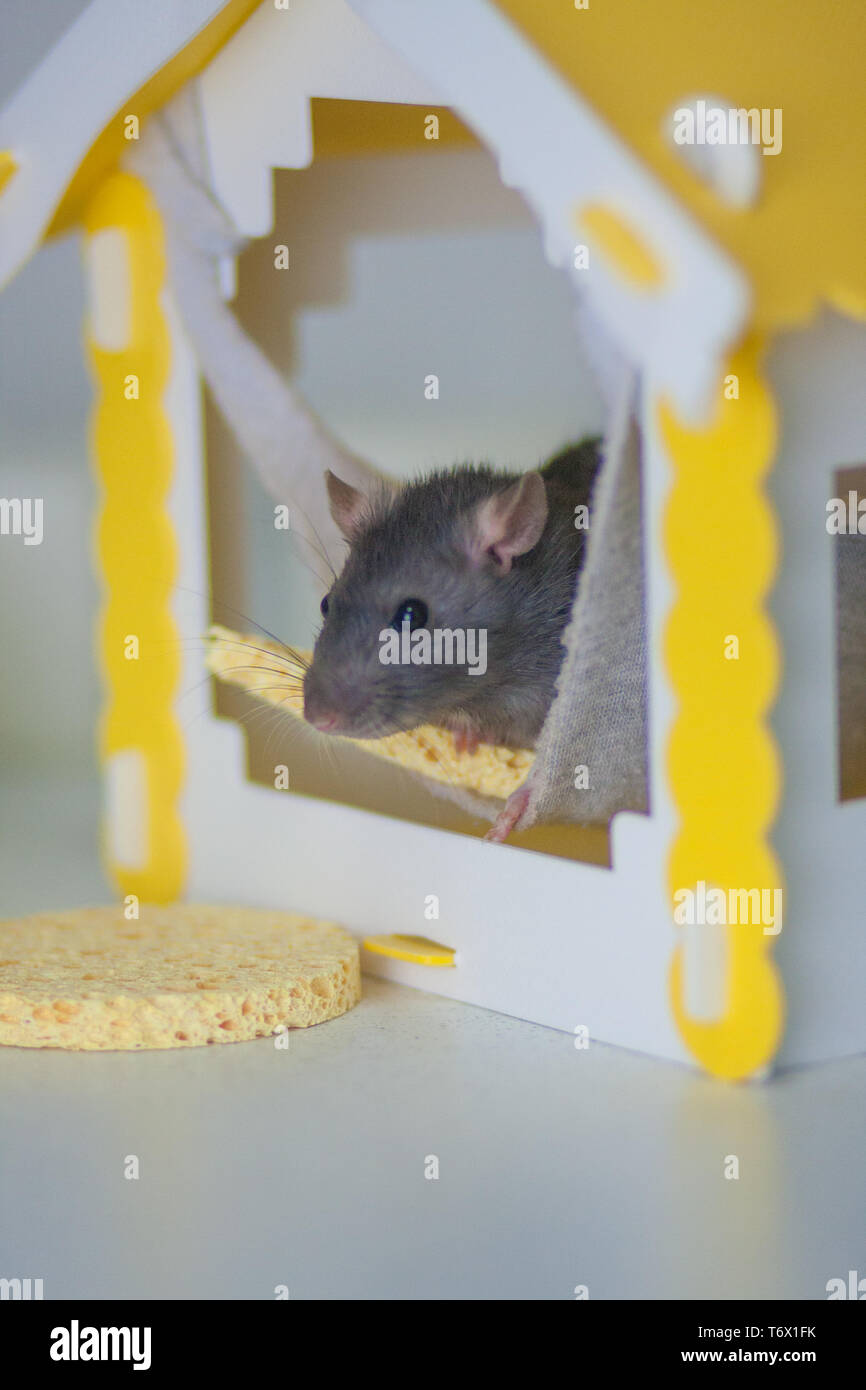 Beautiful Home Come To Visit Funny Games Rat Hole Mouse Hole