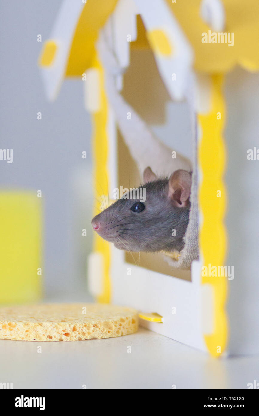 Beautiful Home Come To Visit Funny Games Rat Hole Mouse Hole