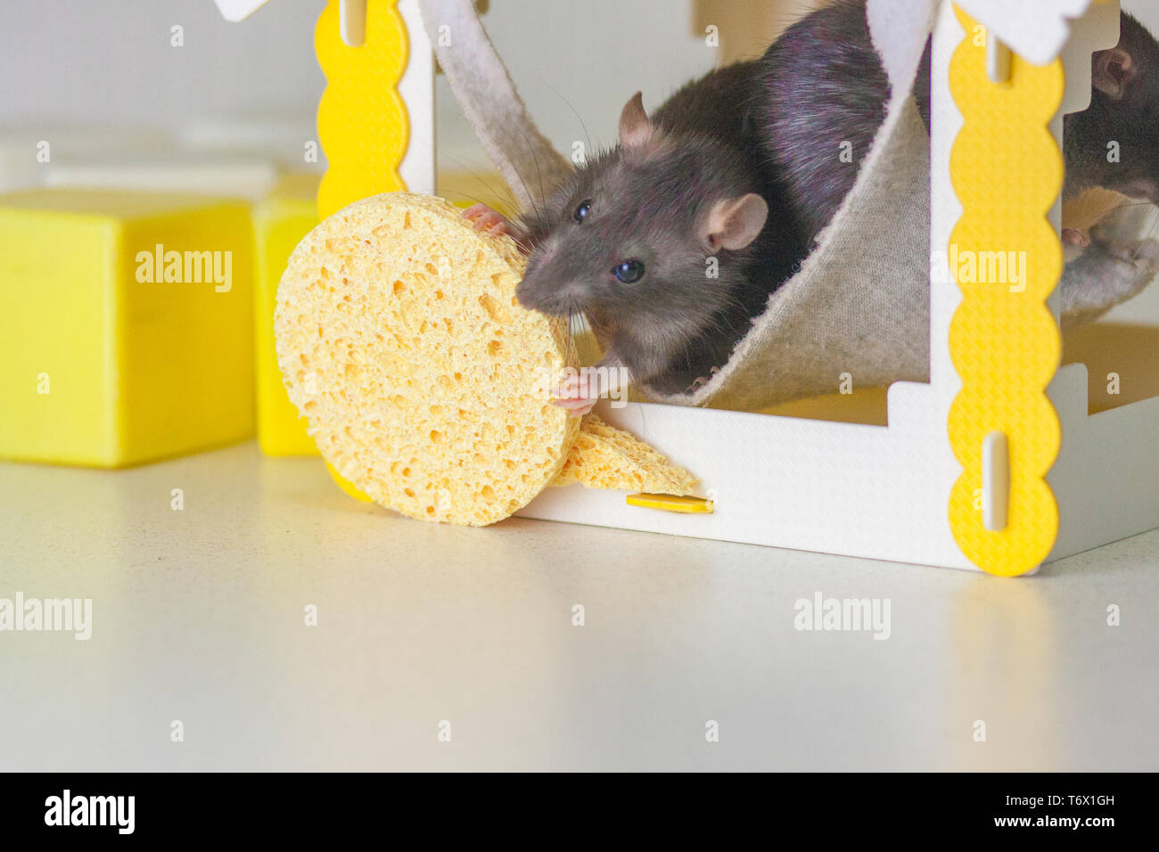 Beautiful Home Come To Visit Funny Games Rat Hole Mouse Hole