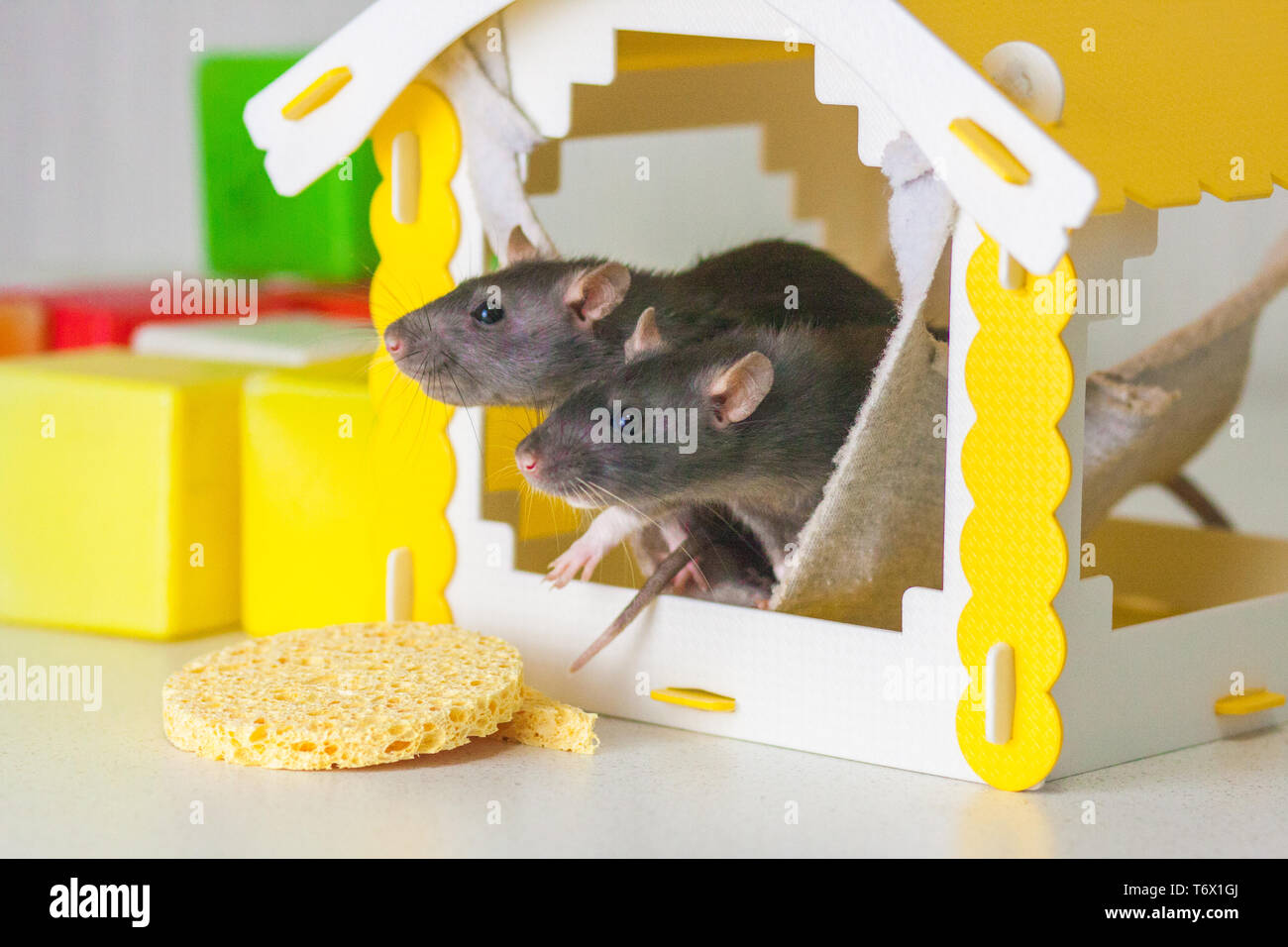 Beautiful Home Come To Visit Funny Games Rat Hole Mouse Hole