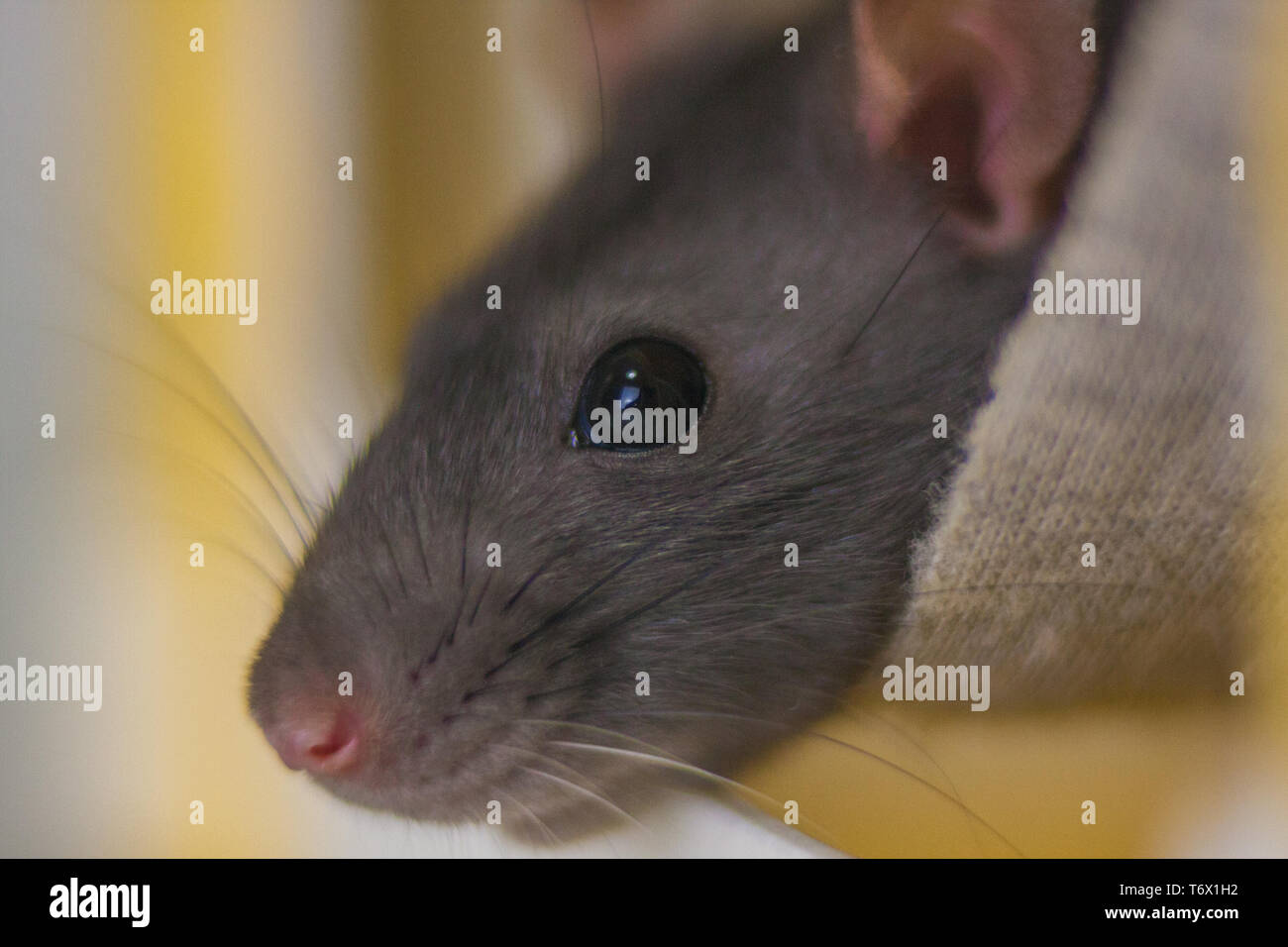 Gray mouse. Grey rat. Look down. Lovely animals. Beautiful beast