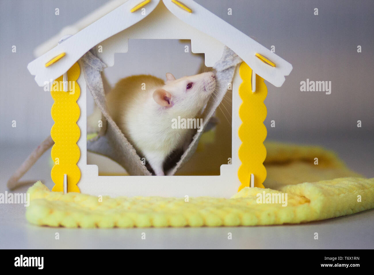 Beautiful Home Come To Visit Funny Games Rat Hole Mouse Hole