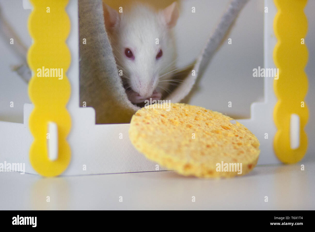 Beautiful Home Come To Visit Funny Games Rat Hole Mouse Hole