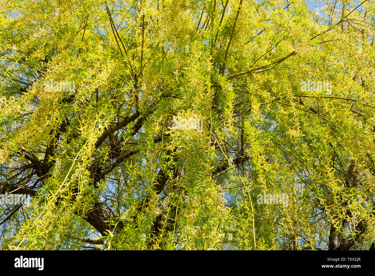 Hanging Willow High Resolution Stock Photography and Images - Alamy