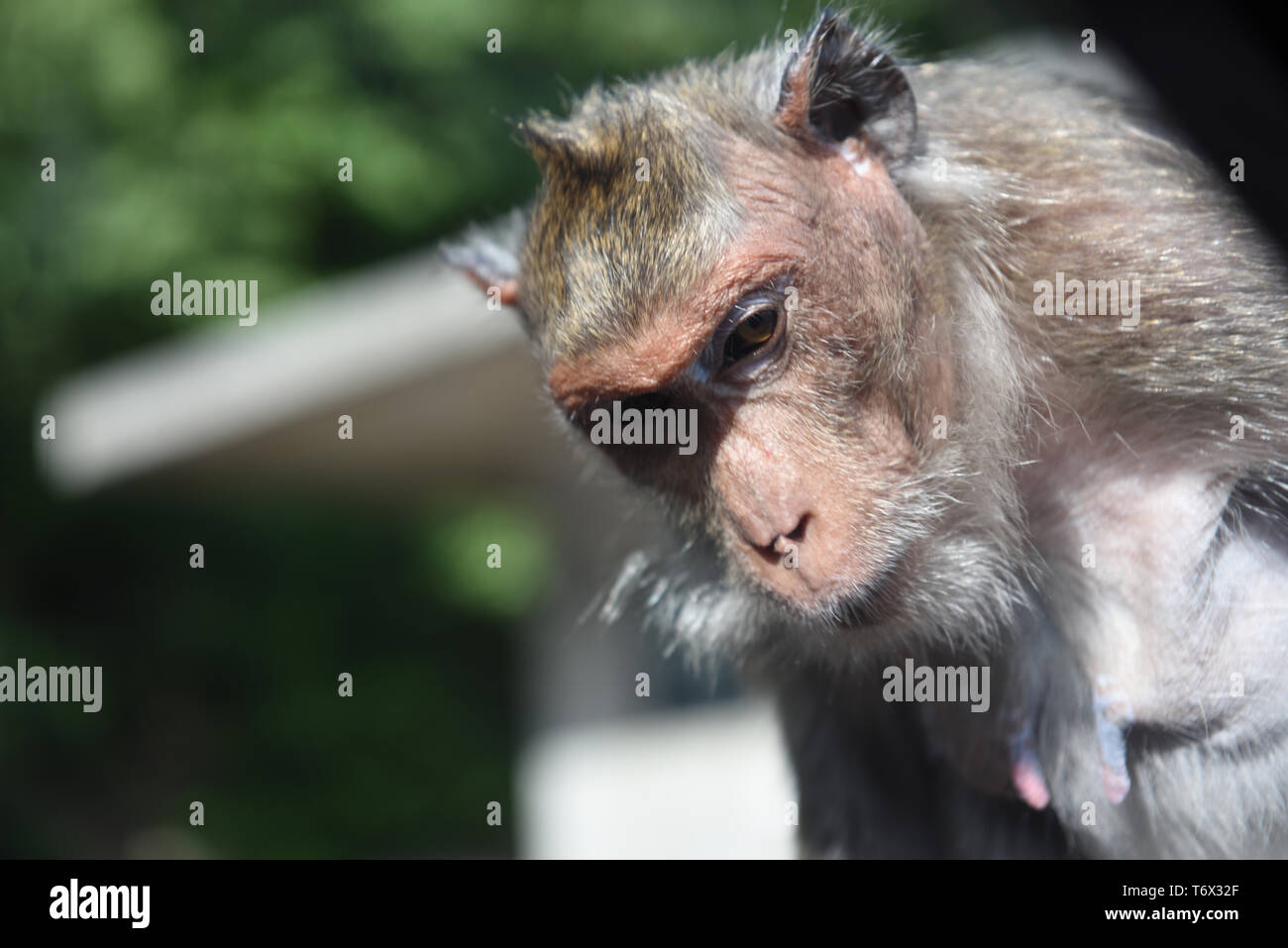 Inquisitive long-tailed macaque looking through a car window, Chonburi, Thailand Stock Photo