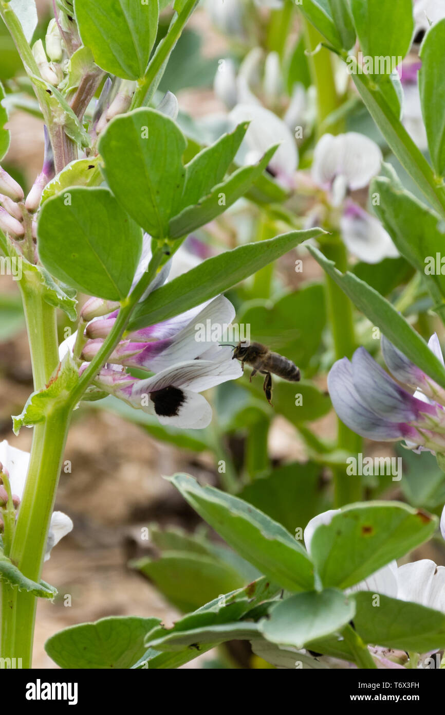 Honey bee (Apis mellifera) on broad bean (Vicia faba) plants, UK. Bees are an important pollinator for some crops such as broad beans. Stock Photo