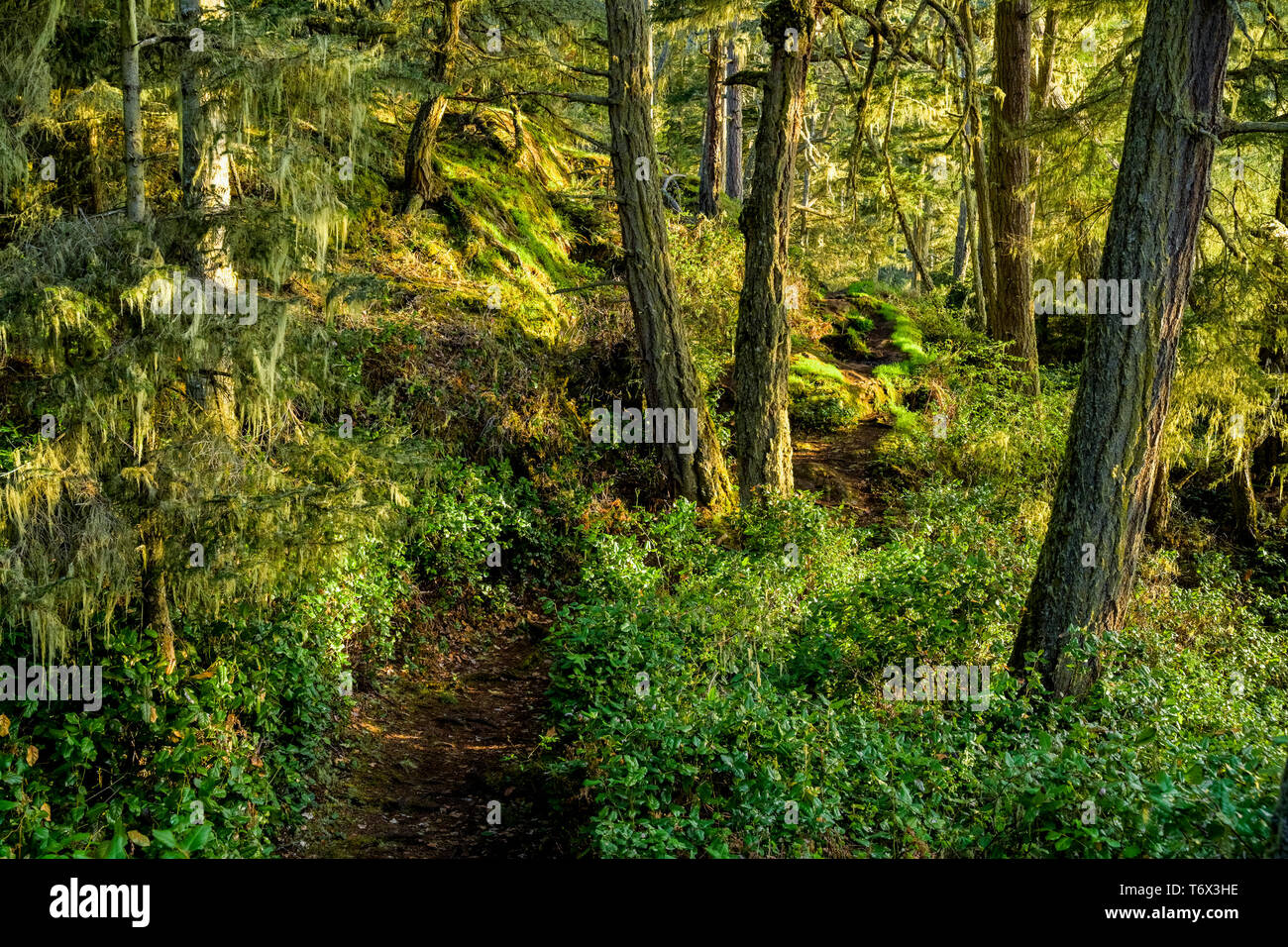 Forest, Pike Point, East Sooke Regional Park, Vancouver Island, British