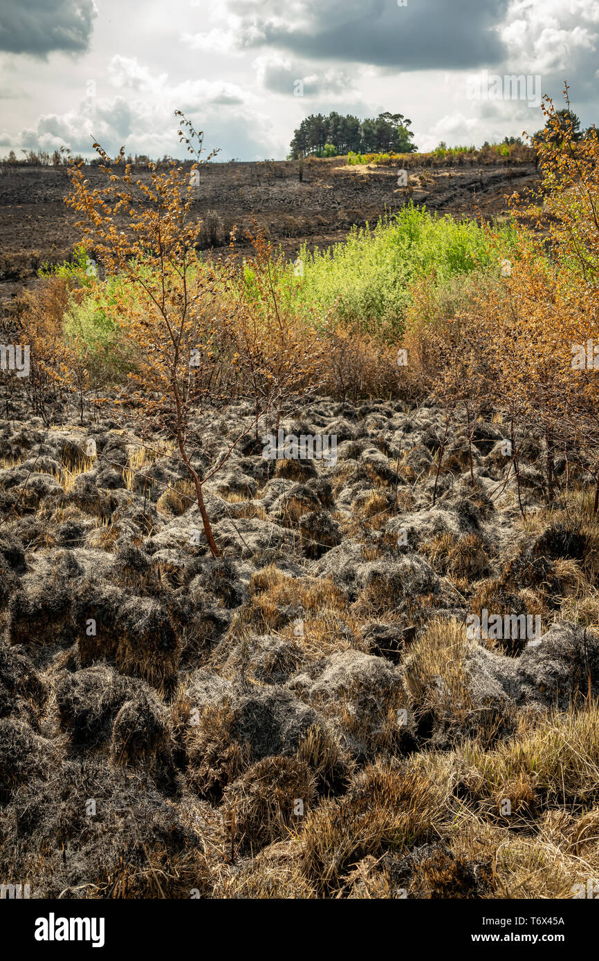 Aftermath of a moorland fire Stock Photo