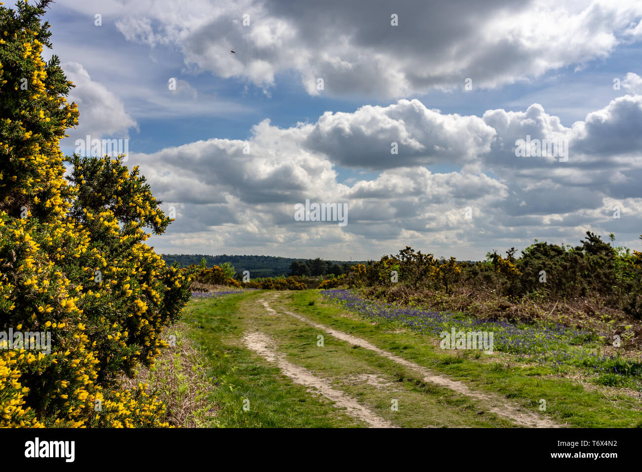 Gorse and blue bells lining a heathland track Stock Photo