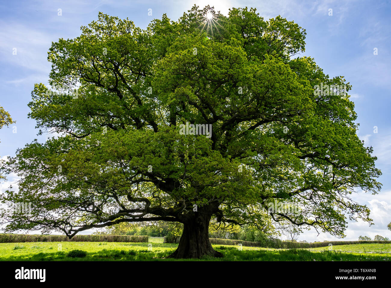Oak Tree In Summer Oak Tree In Summer