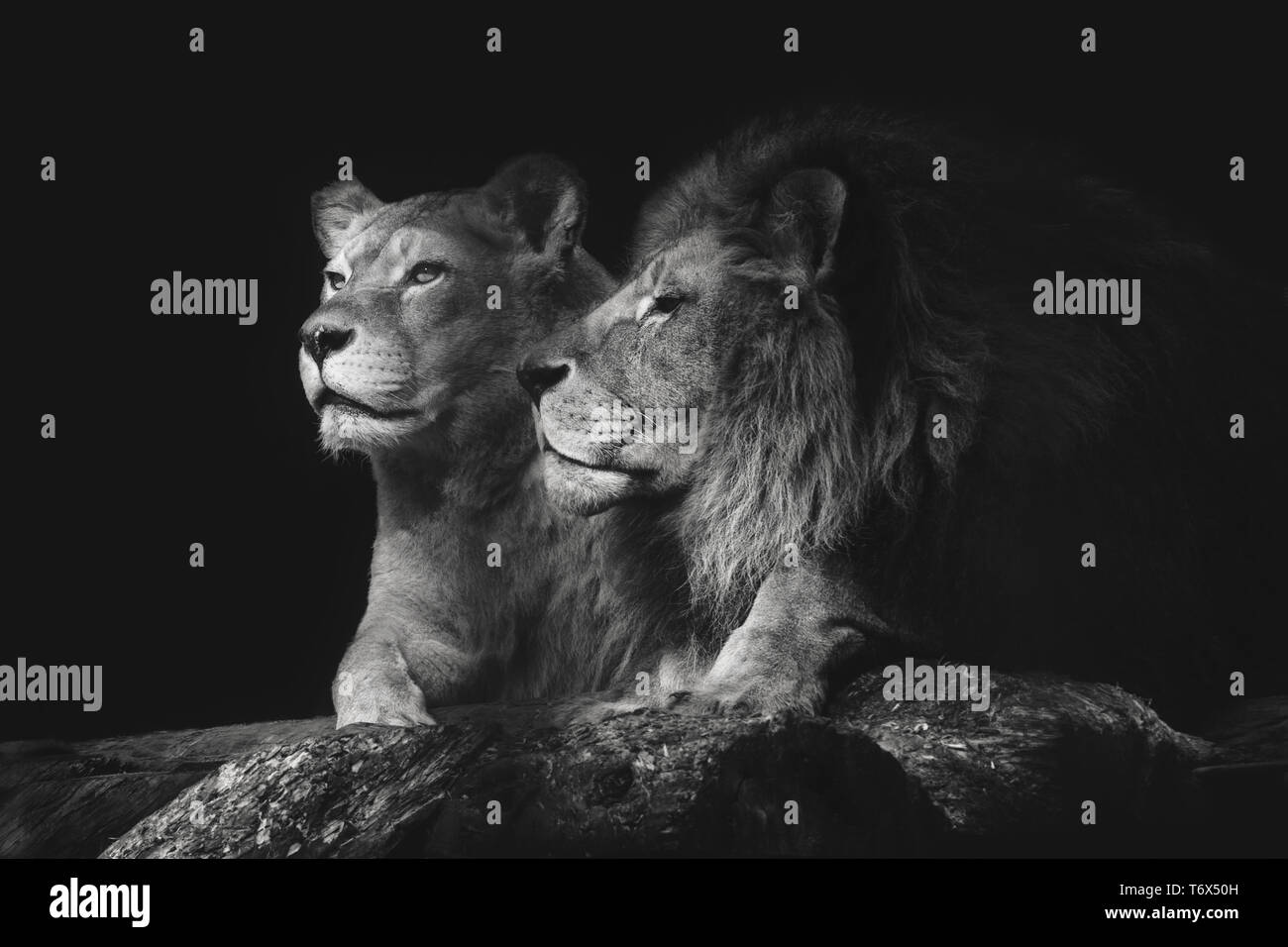 Portrait of a sitting lions couple close-up on an isolated black background. Male lion sniffing female. Stock Photo