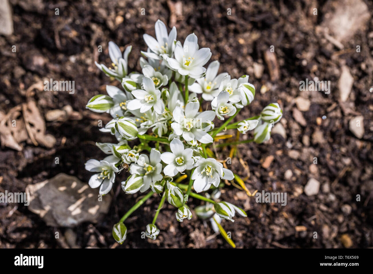 Blooming umbels milk star in the bed Stock Photo