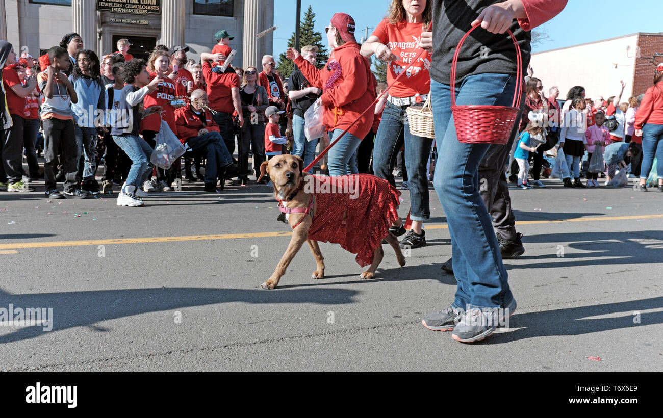 A dog dressed in Polish colors walks in the 2019 Dyngus Day parade in the Polonia district of Buffalo, New York, USA. Stock Photo