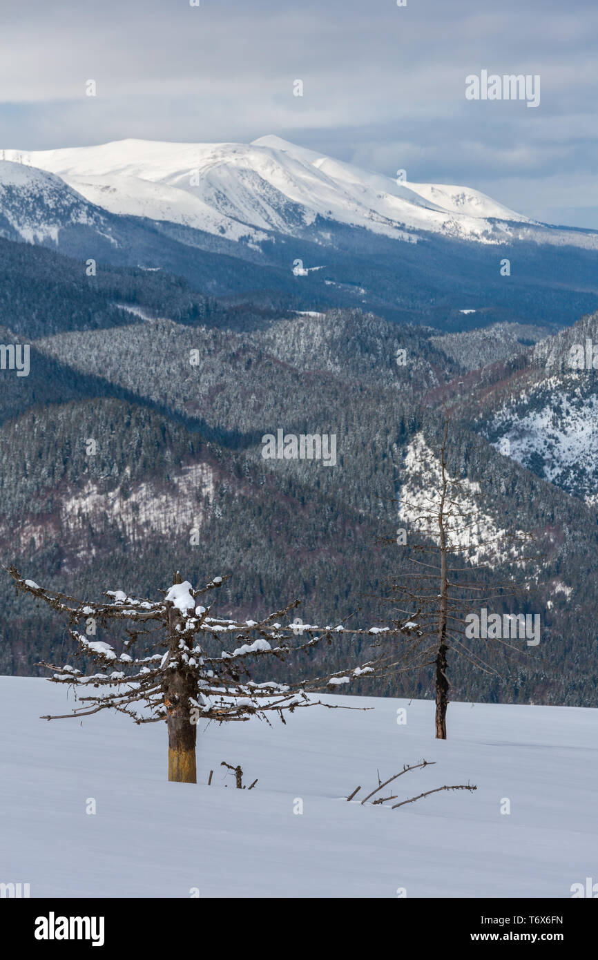 Winter snowy Carpathian mountains, Ukraine Stock Photo
