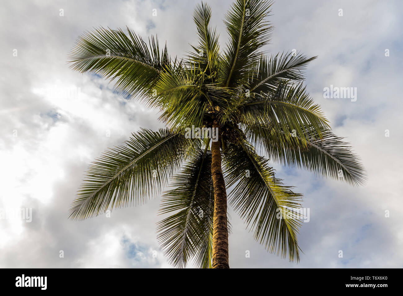 the top of a coconut palm tree on the background of a cloudy sky in sunny weather in Africa Stock Photo