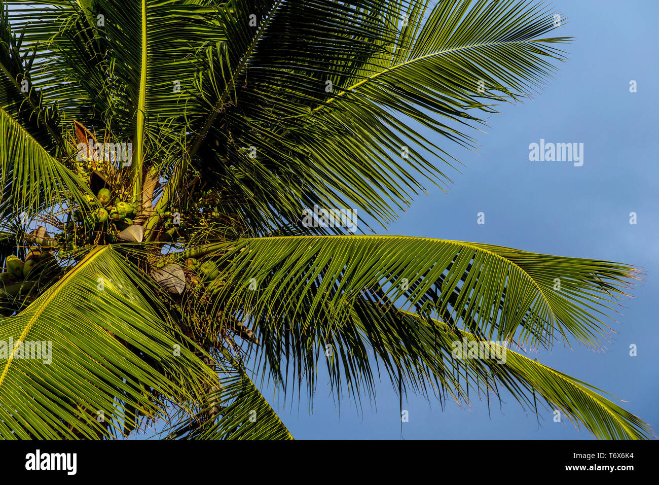 top of coconut palm with unripe green coconuts against a blue sky in sunny weather Stock Photo