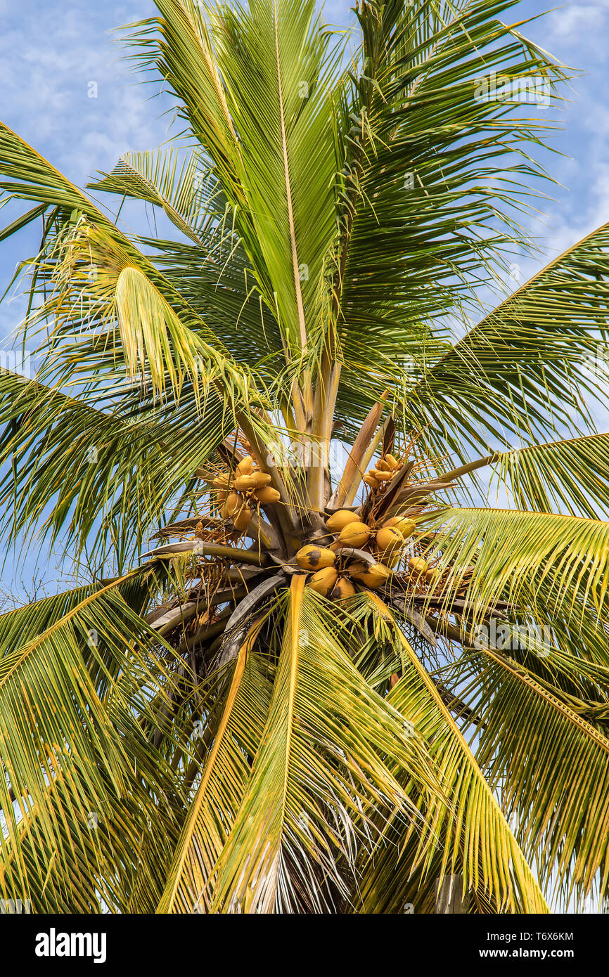 top of coconut palm with unripe yellow coconuts,ready to eat against a blue sky in sunny weather Stock Photo