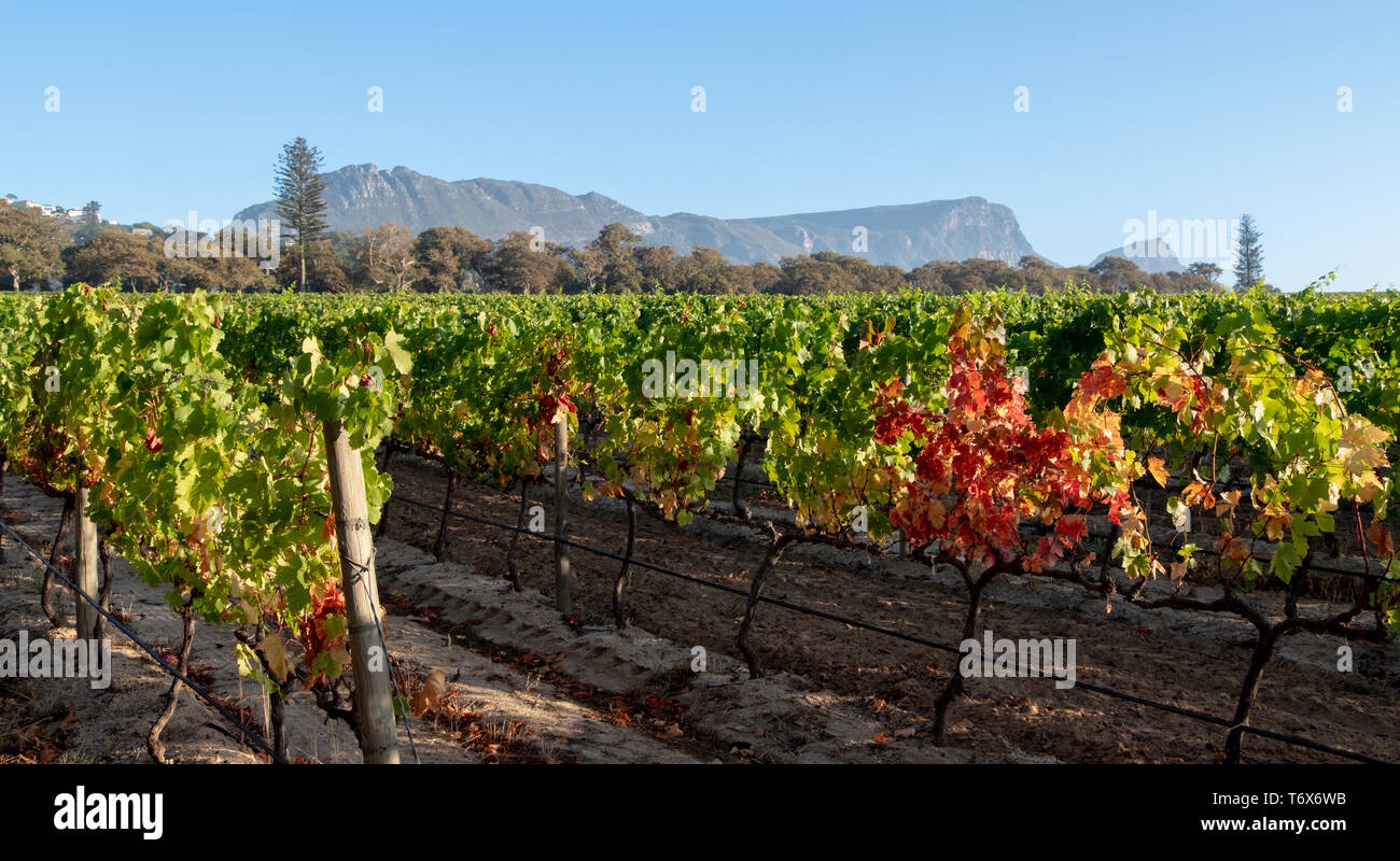 Photo of vineyards at Groot Constantia vineyard, Cape Town, South Africa, taken on a clear early