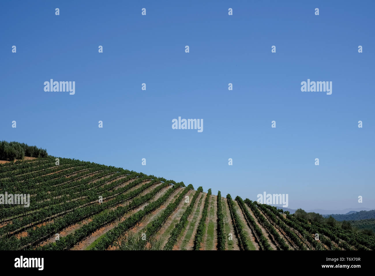 Vineyard at Tokara Wine Estate, Cape Town, South Africa, taken on a clear day. The vines are planted in rows on the hillside. Stock Photo