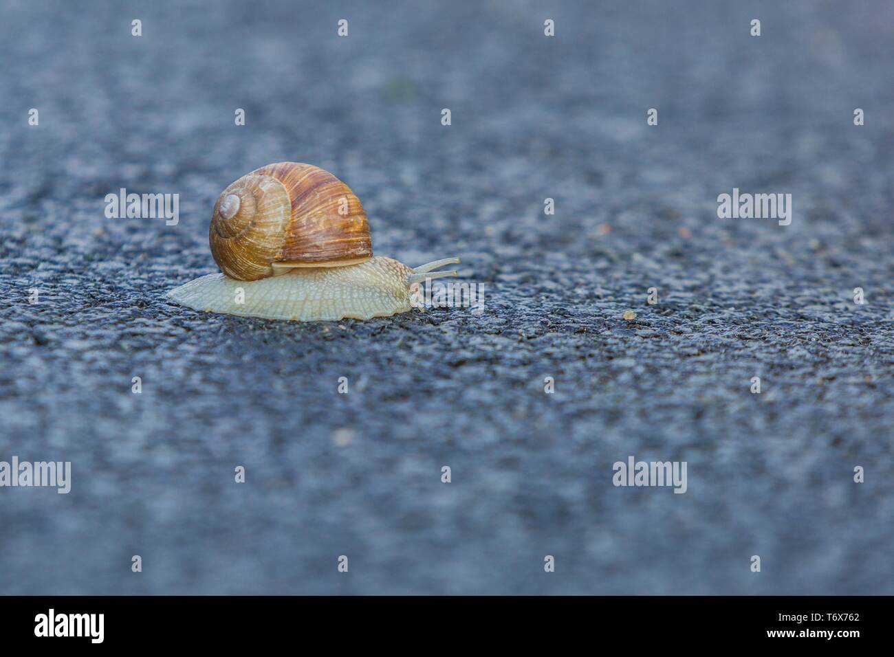 Large grey land snail with creamy brownish shell crawling slowly on wet macadam street. Blurry background and foreground. Stock Photo