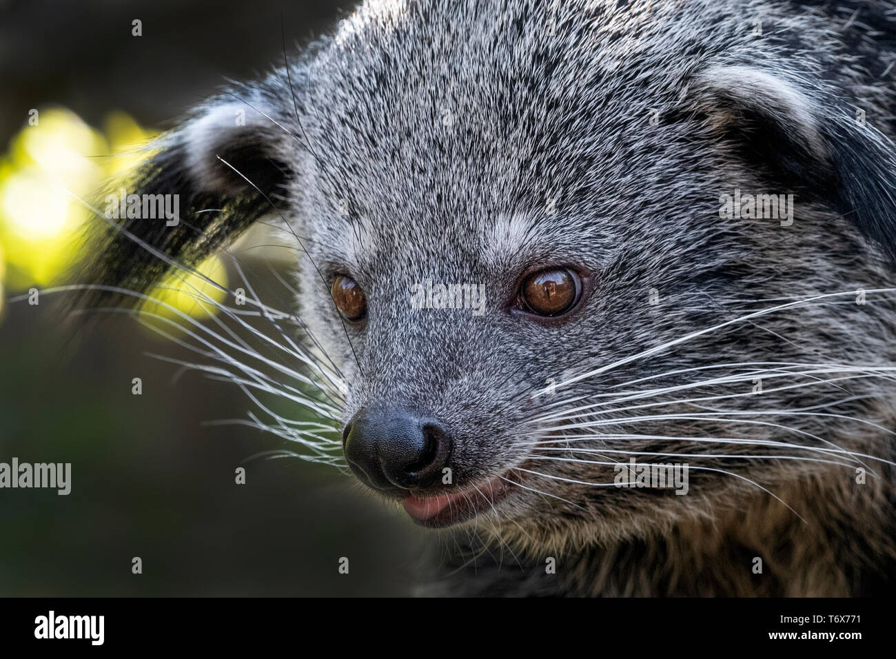 Female binturong (close-up Stock Photo - Alamy