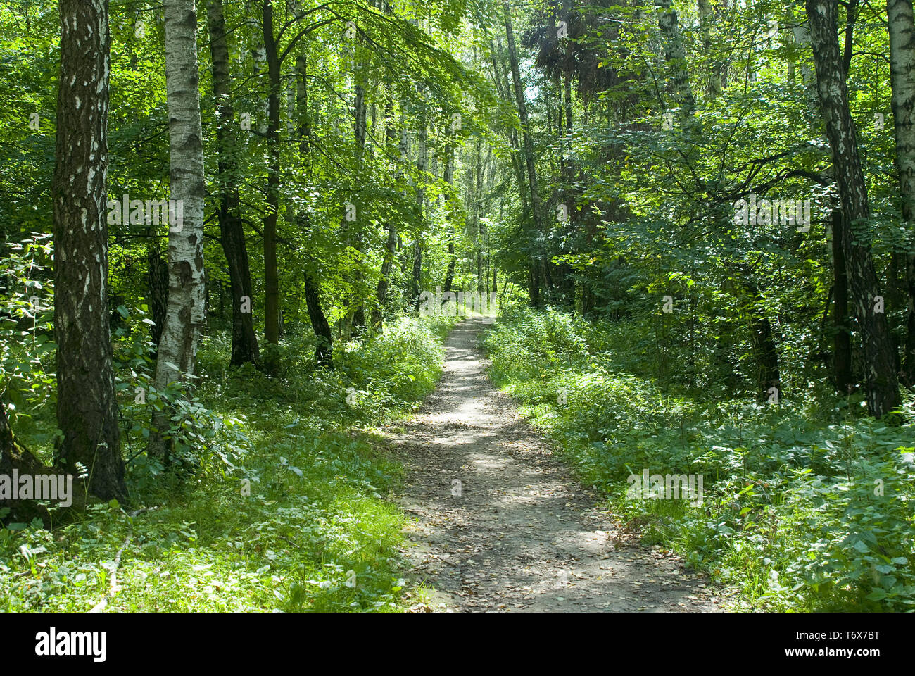 Trail in deciduous forest in summer Stock Photo