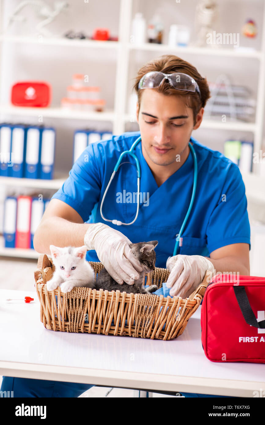 Vet doctor examining kittens in animal hospital Stock Photo Alamy