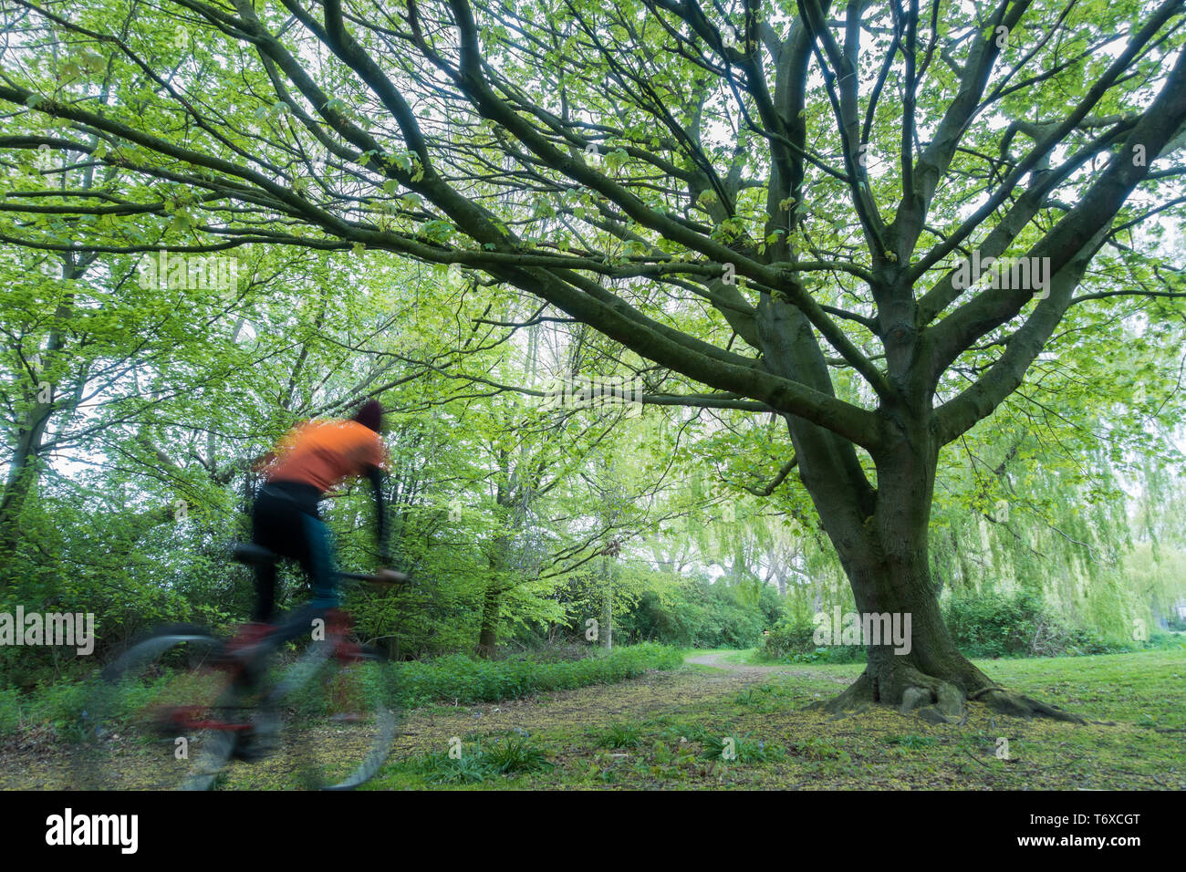 Mountain biker riding on forest trail. UK Stock Photo