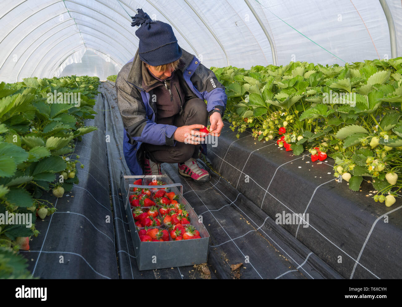 03 May 2019, Brandenburg, Frankfurt (Oder): A Polish harvest assistant  picks ripe strawberries in a foil tent of the fruit grower Herzberg in  Pagram, a district of Frankfurt (Oder). The surrounding area