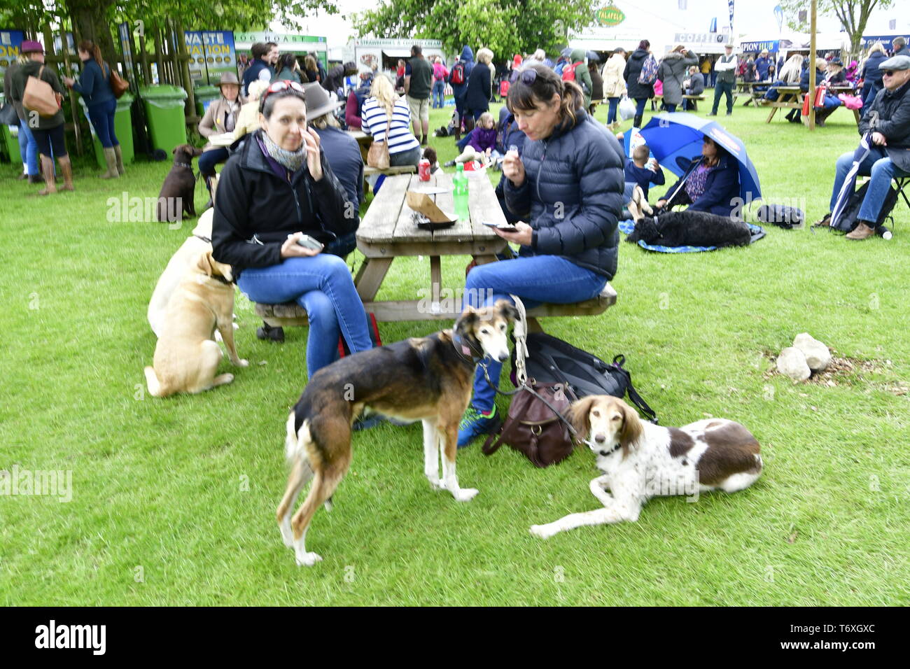 Badminton, Gloucestershire, UK. 3rd May 2019. Visitors from all over the world Watching the Badminton Horse Trials on the Big Screen, while eating drinking and relaxing with their pets on an overcast and damp afternoon.Picture Credit: Robert Timoney/Alamy Live News Stock Photo