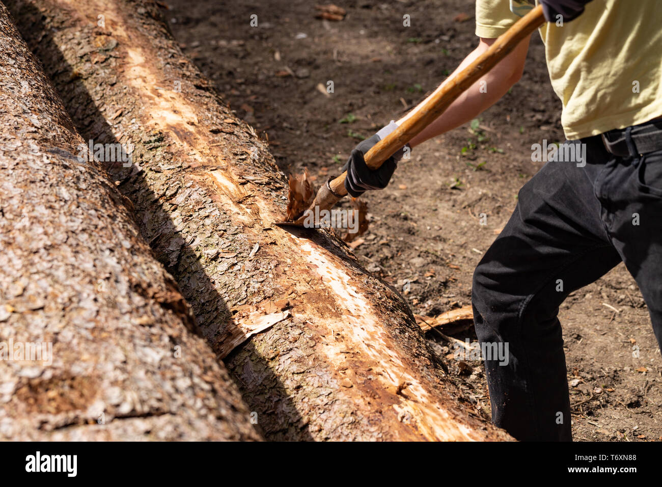 Man is removing the bark of a spruce Stock Photo