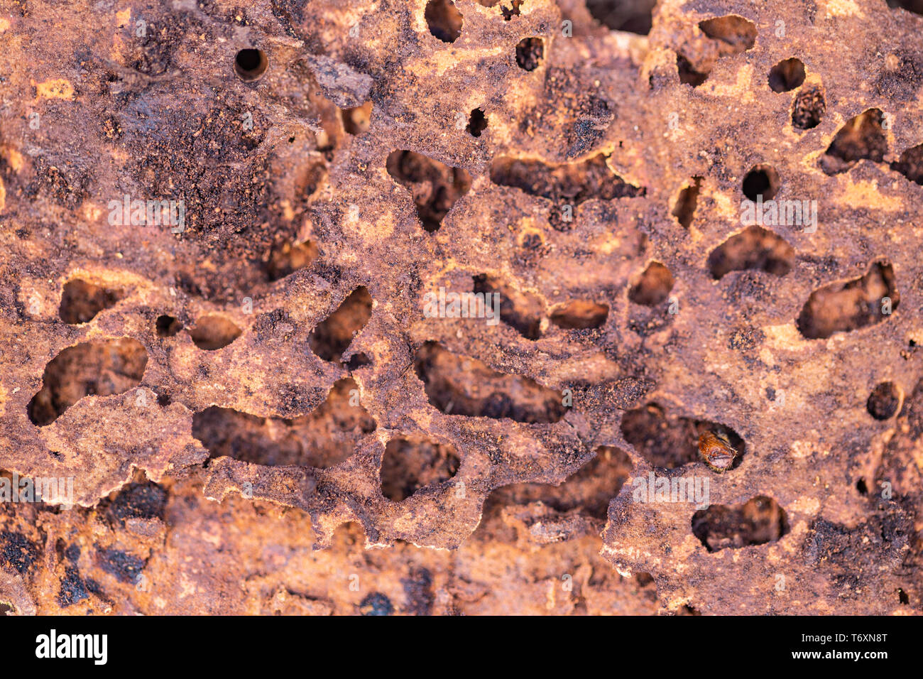 Closeup of damaged bark and wood caused by bark beetle - Scolytinae Stock Photo