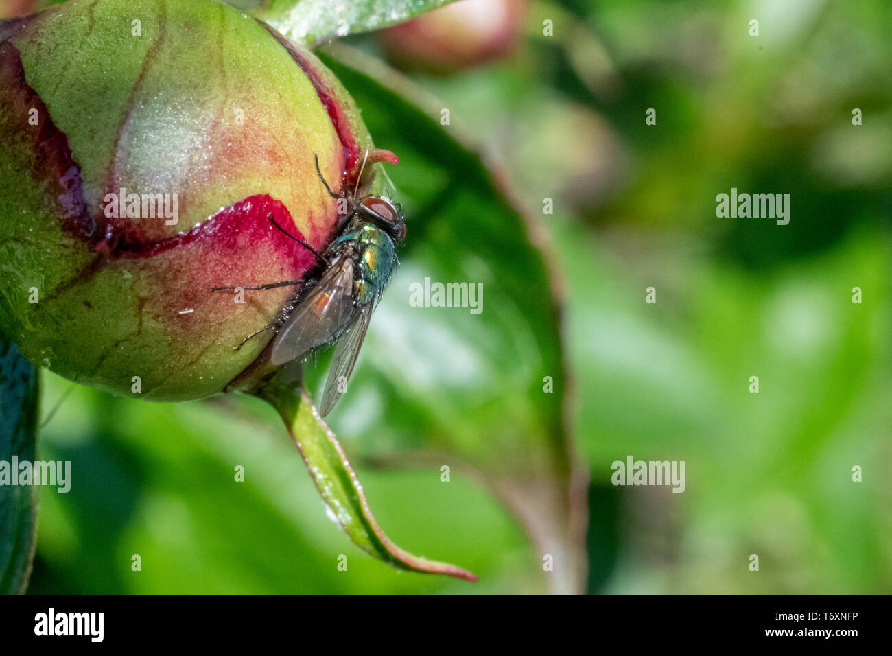 Biological flower hi-res stock photography and images - Alamy