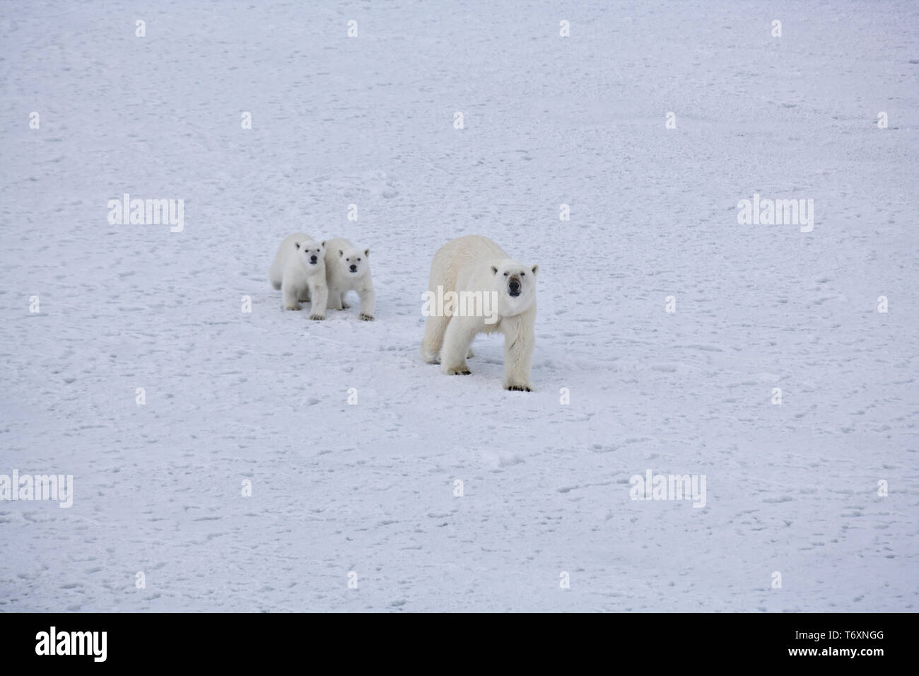 Polar bear (Ursus maritimus) mother and two cubs on sea ice in Russian ...