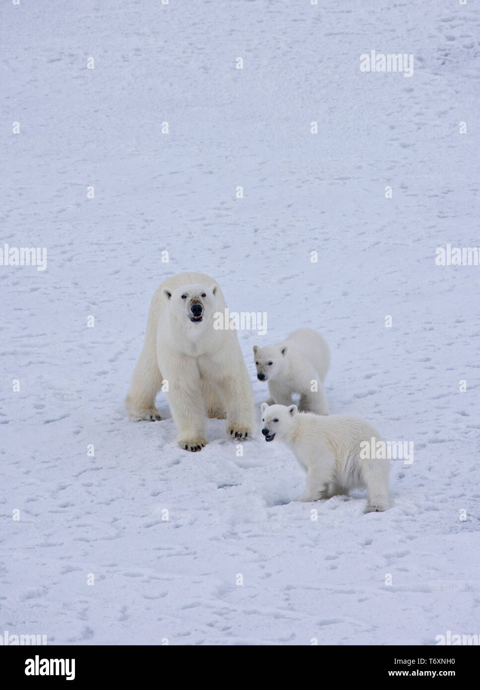 Polar bear (Ursus maritimus) mother and two cubs on sea ice in Russian ...