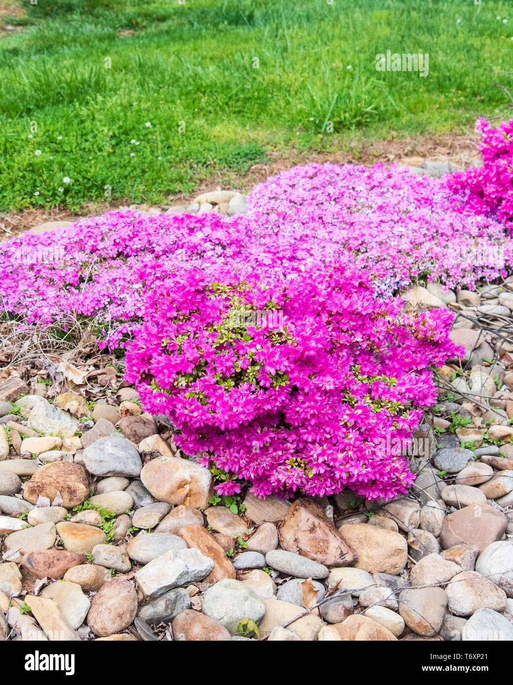 Pink creeping phlox, Phlox subulata, and pink Azalias, genus Rhododendron, Pentanthera, blooming in a spring planting in Knoxville, Tennessee, USA. Stock Photo