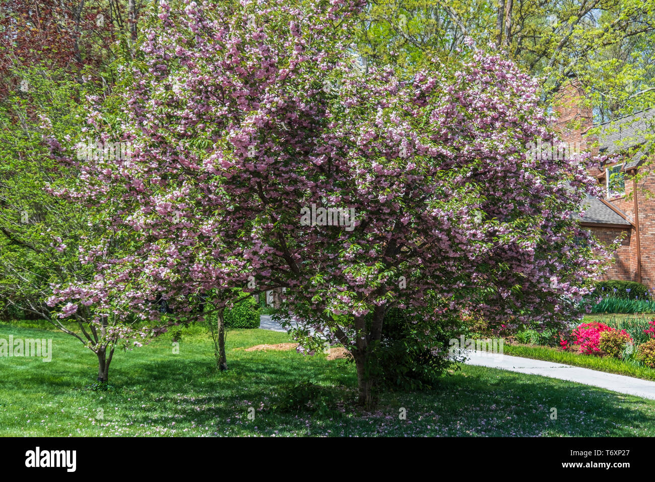Pink flowering dogwood, Cornus florida, in a suburban setting, blooming in Tennessee, USA. Stock Photo