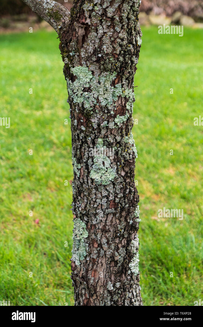 Common Greeenshield Lichen, Flavoparmelia caperata, on a dogwood tree trunk, Cornus florida, in Tennessee, USA. Stock Photo