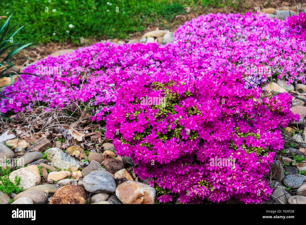 Pink creeping phlox, Phlox subulata, and pink Azalias, genus Rhododendron, Pentanthera, blooming in a spring planting in Knoxville, Tennessee, USA. Stock Photo