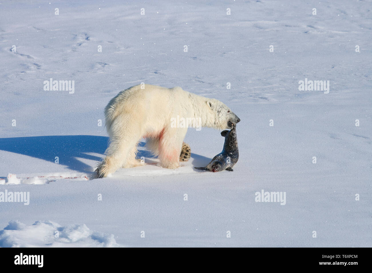Polar bear (Ursus maritimus) on sea ice with ringed seal kill in Russian Arctic, photographed during trip to North Pole. Stock Photo