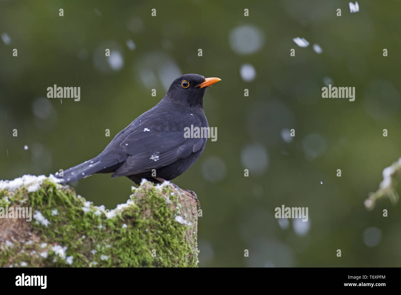 Common Blackbird / Eurasian Blackbird / male / Turdus merula Stock Photo
