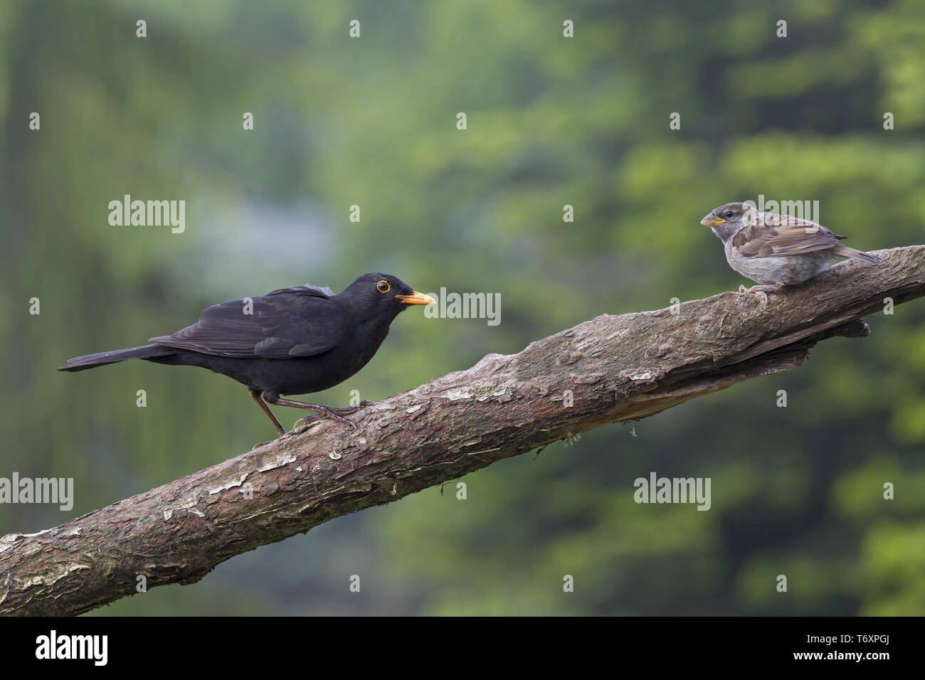Blackbird and House Sparrow / Turdus merula / Passer domesticus Stock Photo