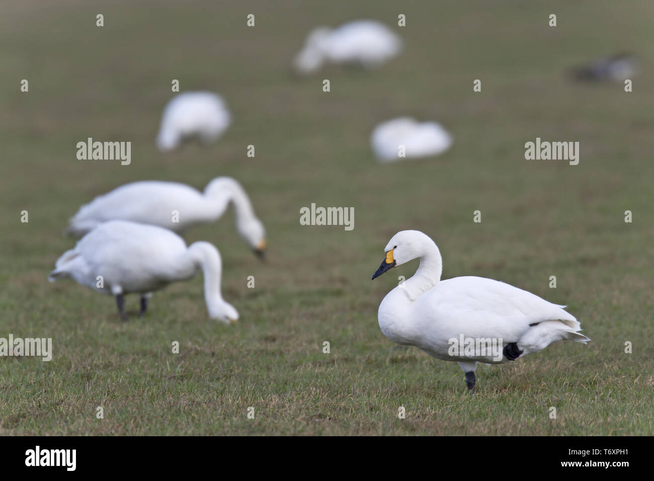 Bewicks Swans / Cygnus bewickii Stock Photo