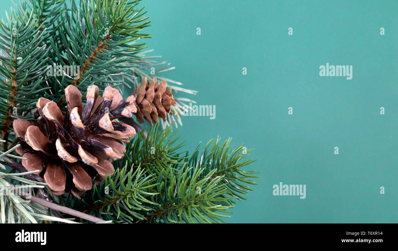 twig with pine cones background Stock Photo